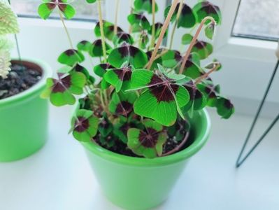 Oxalis "Deppei Iron Cross"