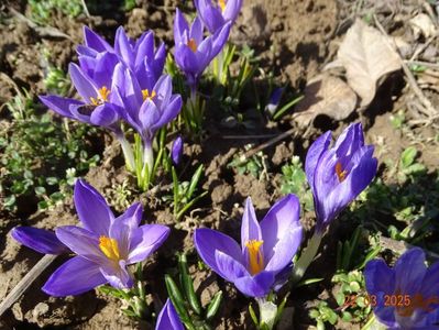 crocus Sky Blue