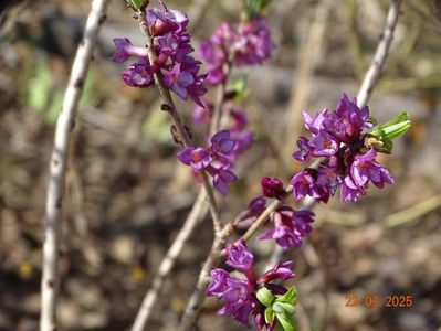 daphne mezereum Rubra