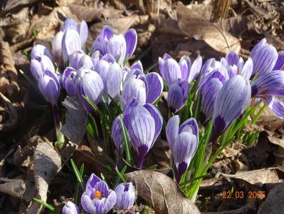 crocus Pickwick