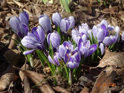 crocus Pickwick