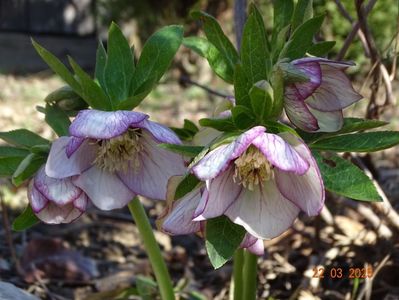 helleborus Painted Bounting