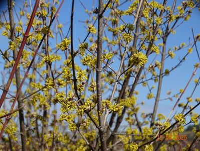 cornus mas