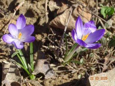 crocus Ruby Giant