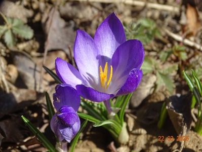 crocus Ruby Giant