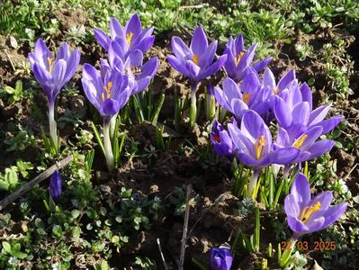 crocus Sky Blue