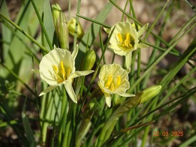 Arctic Bells