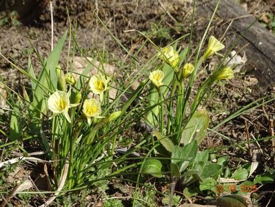 Arctic Bells