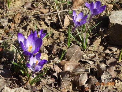 crocus Ruby Giant