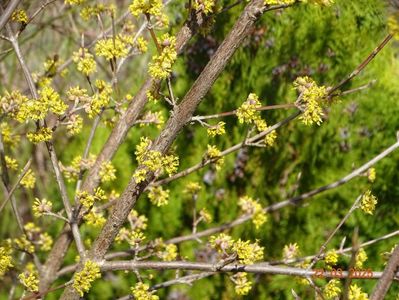 cornus mas
