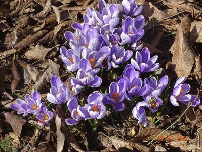 crocus Pickwick