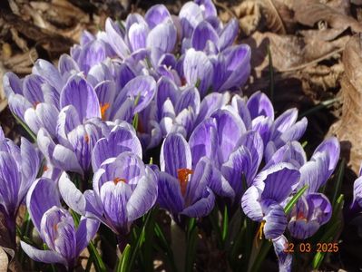 crocus Pickwick
