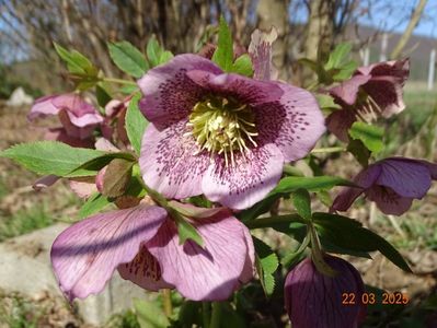 helleborus Celestina Viv