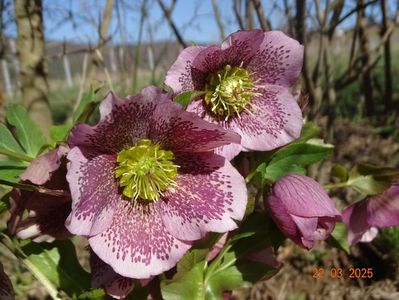 helleborus Celestina Viv
