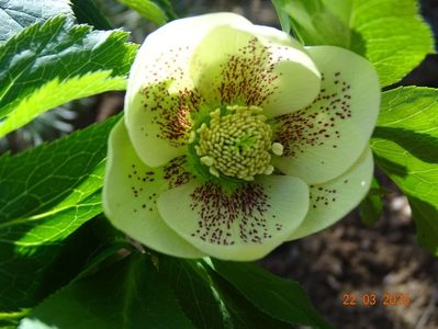 helleborus Maeva Viv