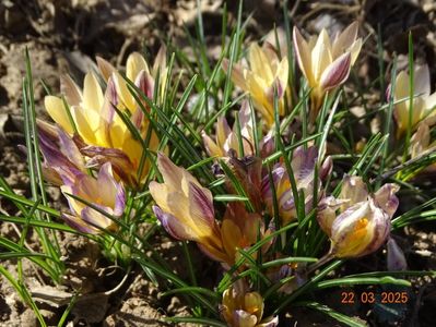 crocus Advance