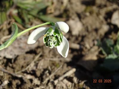 galanthus Hippolyta