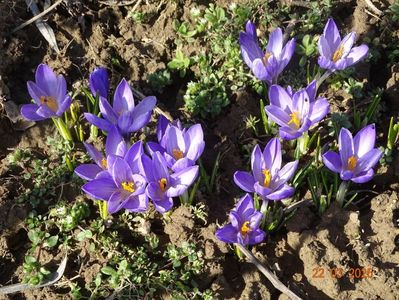 crocus Sky Blue