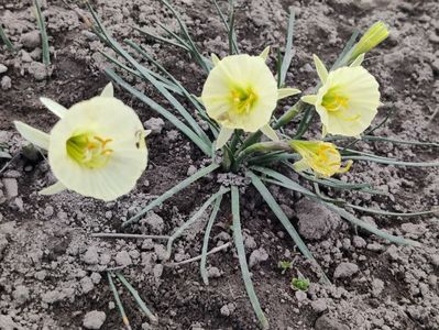 pitica Bulbocodium Arctic bells