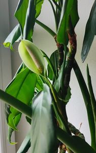 Aglaonema modestum; Flori
