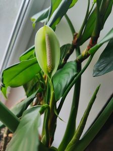 Aglaonema modestum; Flori
