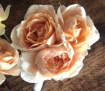 Ambridge rose