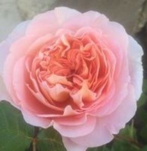 Abraham Darby1