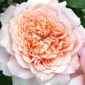 Festival-des-Jardins-de-Chaumont-
