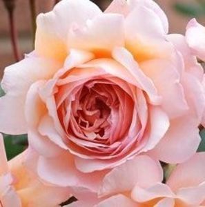 The Shropshire Lad