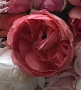 Amandine Chanel
