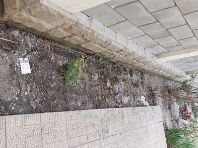 Musai de făcut gardu inainte, după GRĂDINA