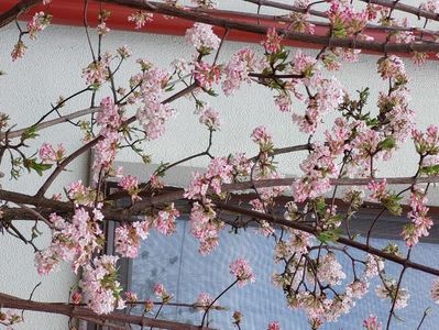 Viburnum bodnantense Dawn