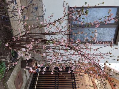 Viburnum bodnantense Dawn