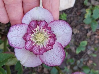 Helleborus Winter Jewel Cherry Blossom