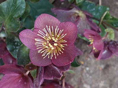 helleborus ice n'roses red