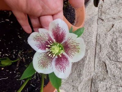 Helleborus quintessa fire