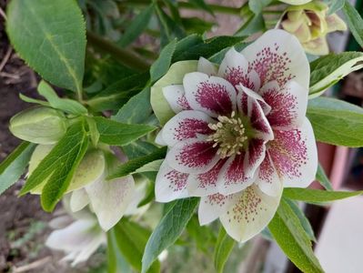 Helleborus Winter Jewel Painted Doubles