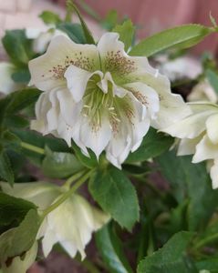 Helleborus double ellen white spotted