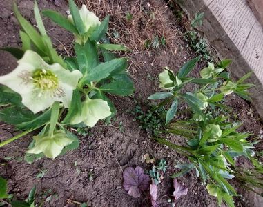 Helleborus yellow lady