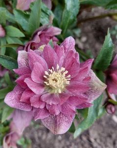 helleborus double ellen red