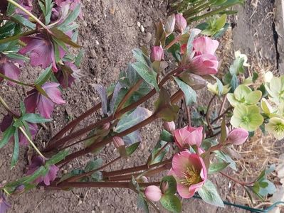 Helleborus Frostkiss Pippa's Purple