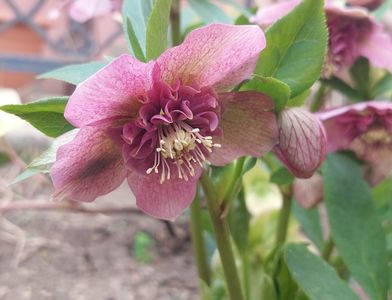 Helleborus Tutu