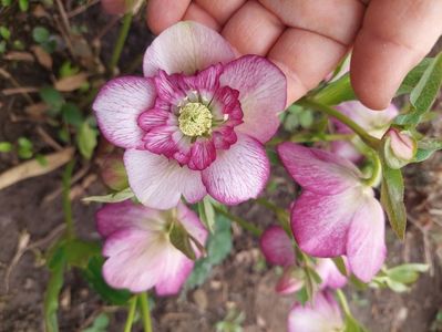 Helleborus Winter Jewel Cherry Blossom
