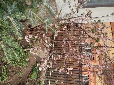 Viburnum bodnantense Dawn