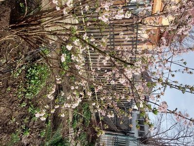 Viburnum bodnantense Dawn