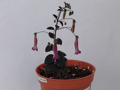 Deep Purple Dreaming (26-03-2025)