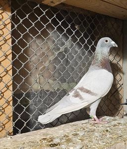 printul