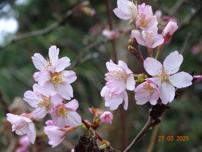 prunus Ruby