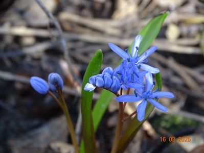 scilla bifolia