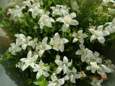 campanula Get Mee white